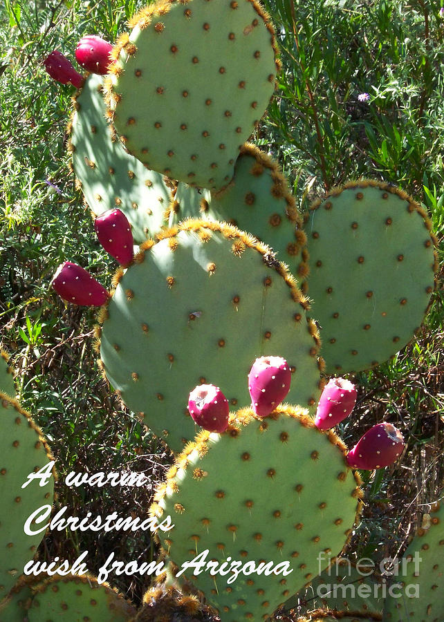 Arizona Christmas Card - Nopal with Tuna Photograph by Kathy McClure
