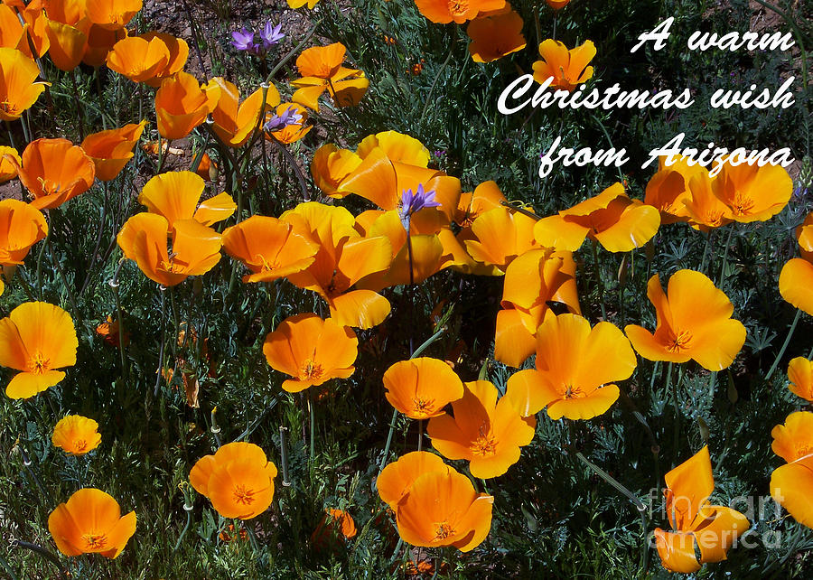 Arizona Christmas Card - Poppies Photograph by Kathy McClure