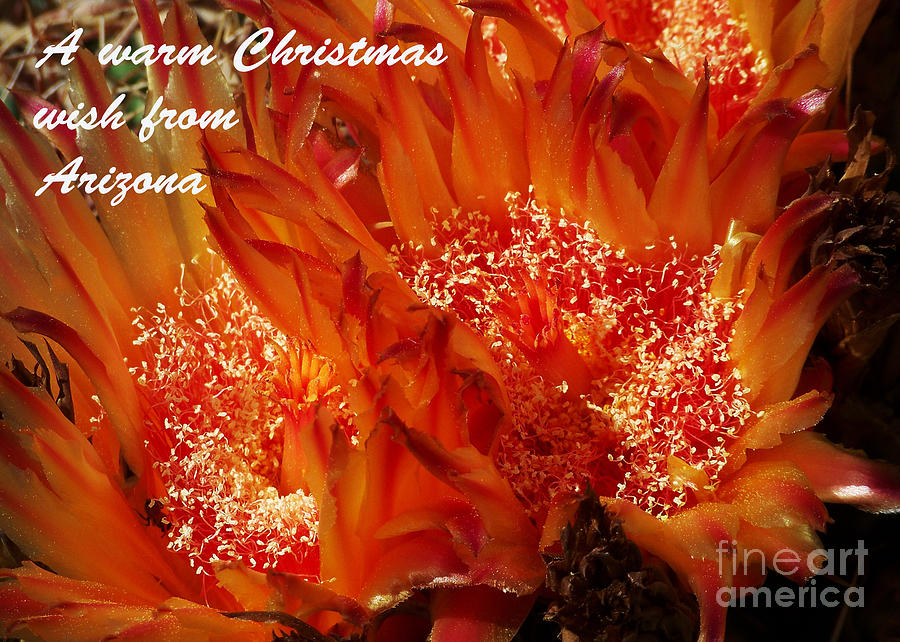 Arizona Christmas Card - Rainbow Barrel Cactus Flower Photograph by Kathy McClure