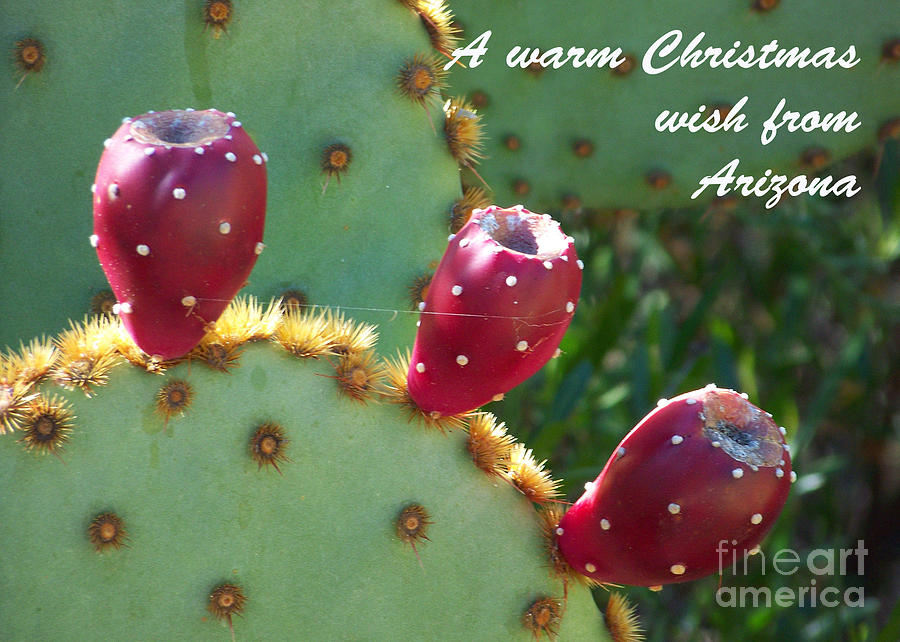 Arizona Christmas Card - Tuna on Nopal Photograph by Kathy McClure