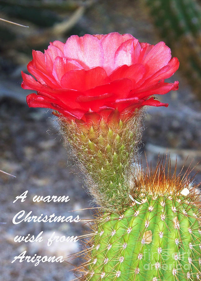 Arizona Christmas Card - Cactus Flower Photograph by Kathy McClure