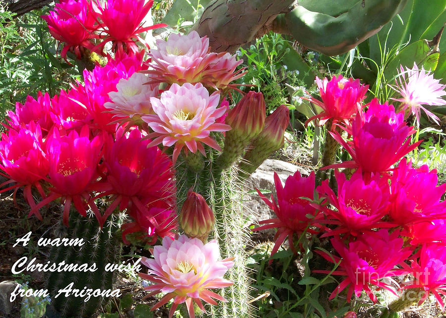 Arizona Christmas Card - Cactus Flowers Photograph by Kathy McClure