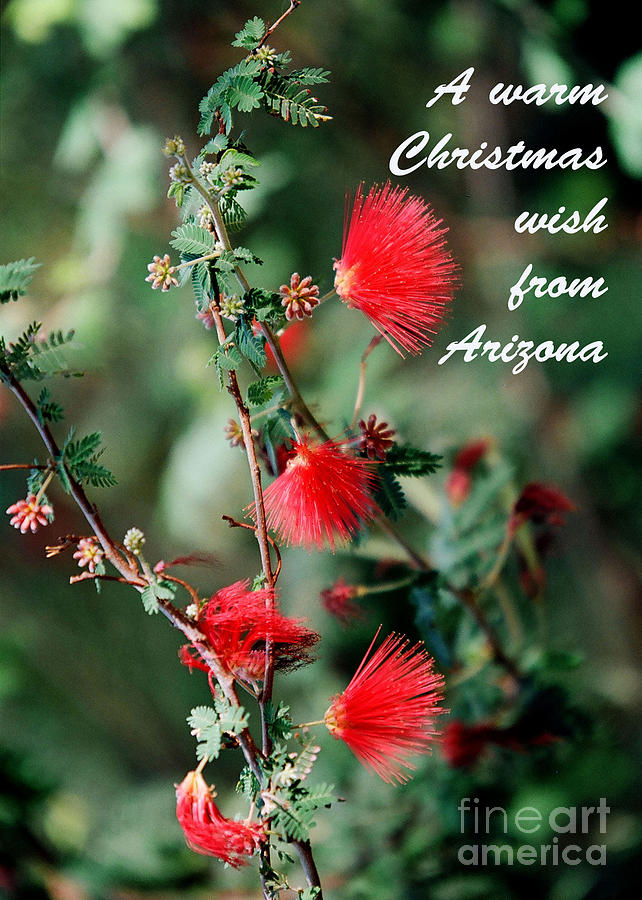 Arizona Christmas Card - Fairy Duster Photograph by Kathy McClure