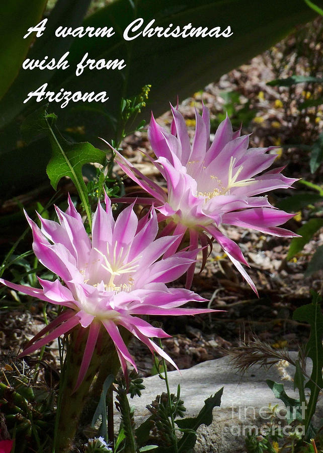 Arizona Christmas Card - Lavender Cactus Flowers Photograph by Kathy McClure
