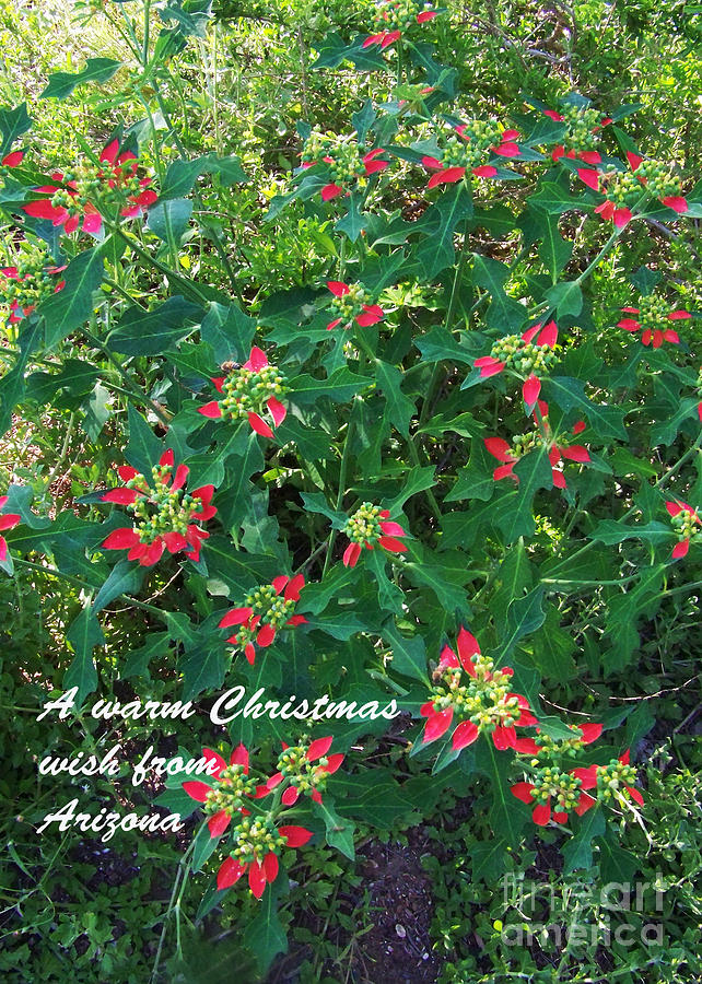Arizona Christmas Card - Red and Green Plant Photograph by Kathy McClure