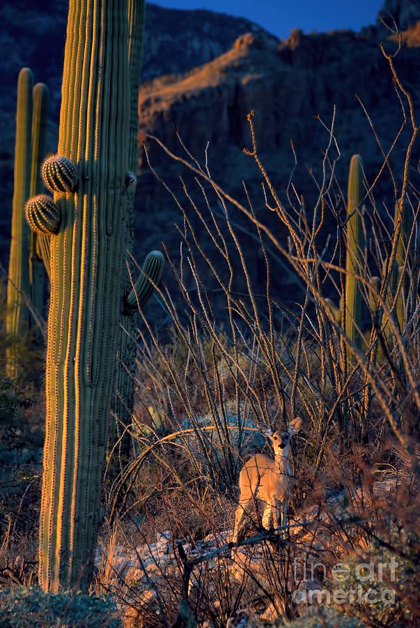 Arizona Deer in the Desert Photograph by Henry Kowalski