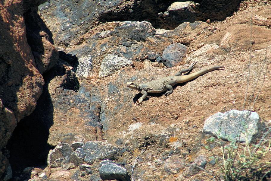 Arizona Desert Iguana Photograph by Gayle Berry | Fine Art America