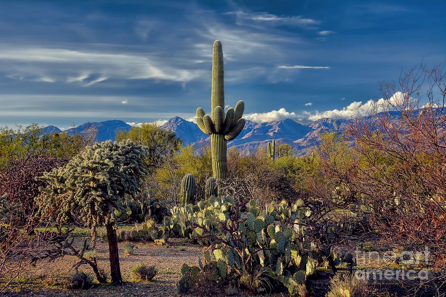 Mountain Photograph - Arizona Desert Landscape by Henry Kowalski
