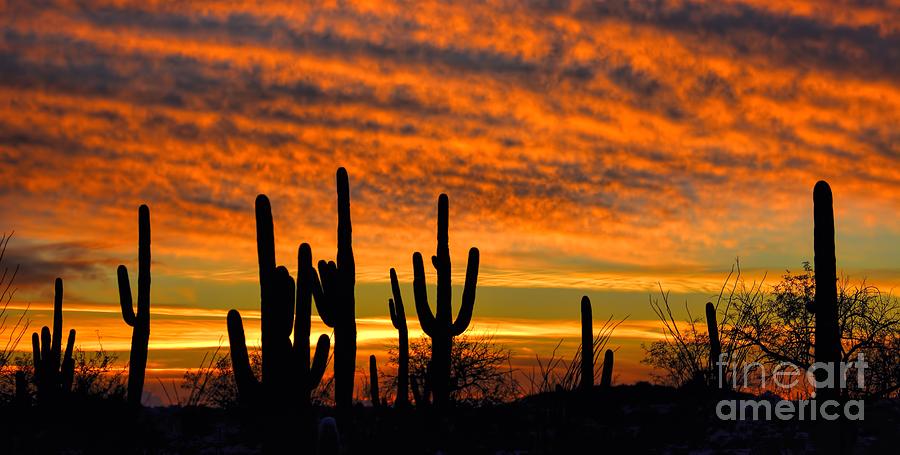 Arizona Desert Sunset Photograph by Henry Kowalski