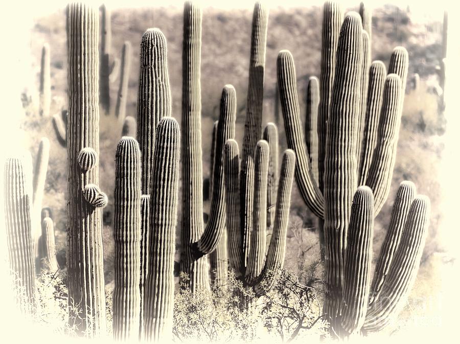 Tucson Photograph - Arizona Dry Cactus Thicket by Henry Kowalski