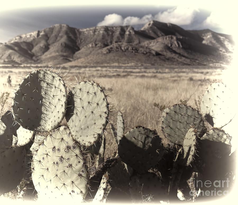 Arizona Dry Prickly Pear Photograph by Henry Kowalski