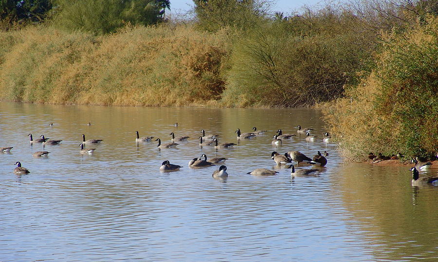 Arizona Ducks Photograph by Jerilyn Chevalier | Fine Art America