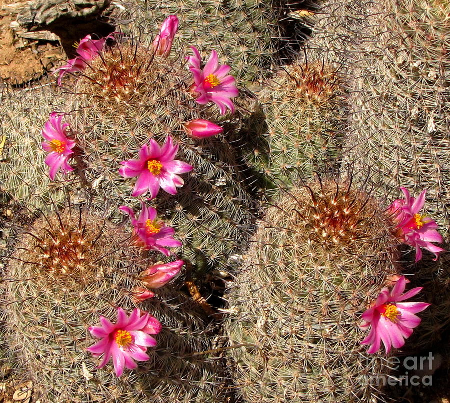 Arizona Fishhook Cactus Photograph by Marilyn Smith