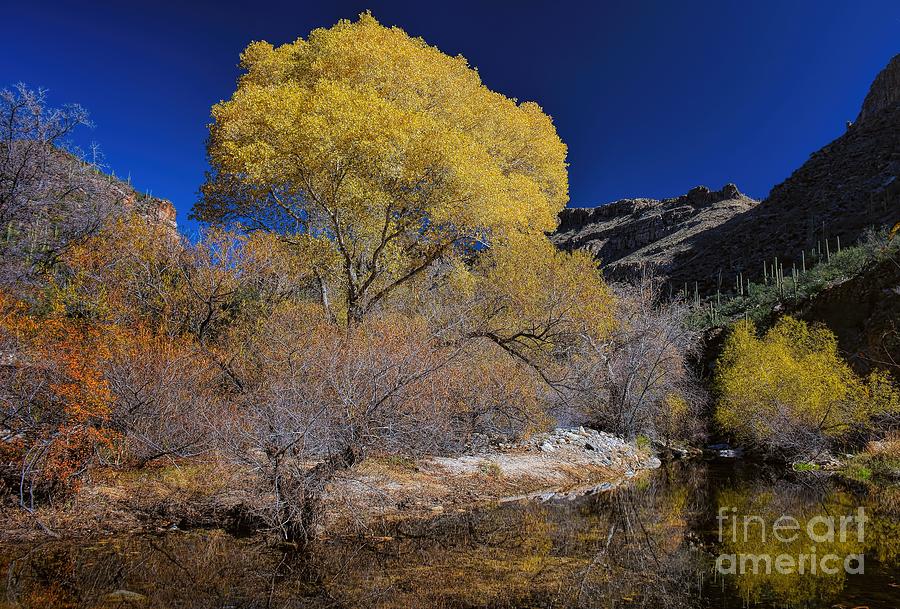 Arizona Gold Photograph by Henry Kowalski