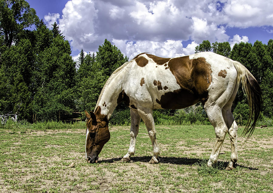 Arizona Horse Photograph by George Davidson