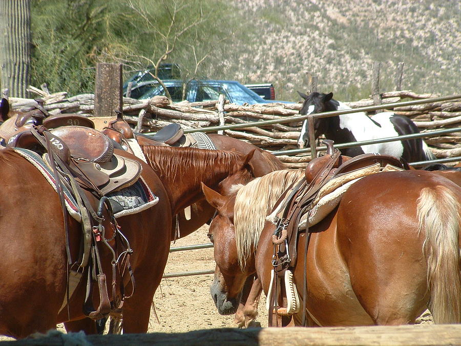 Arizona Horses  Photograph by Steffi Pilz