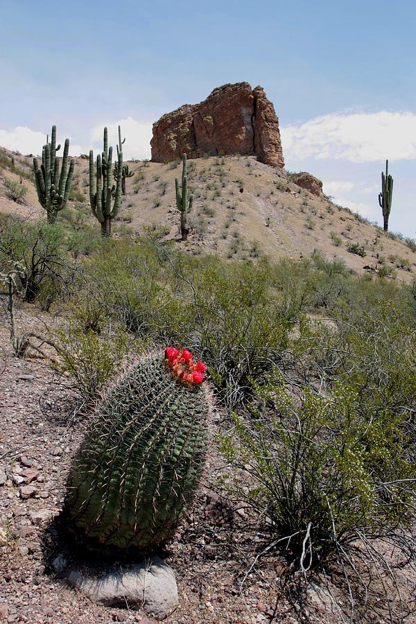 Arizona Icons Photograph by Joe Kozlowski