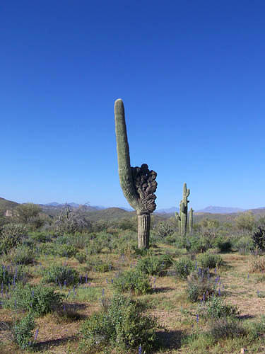 Landscape Photograph - Arizona is Number One by Kathy McClure