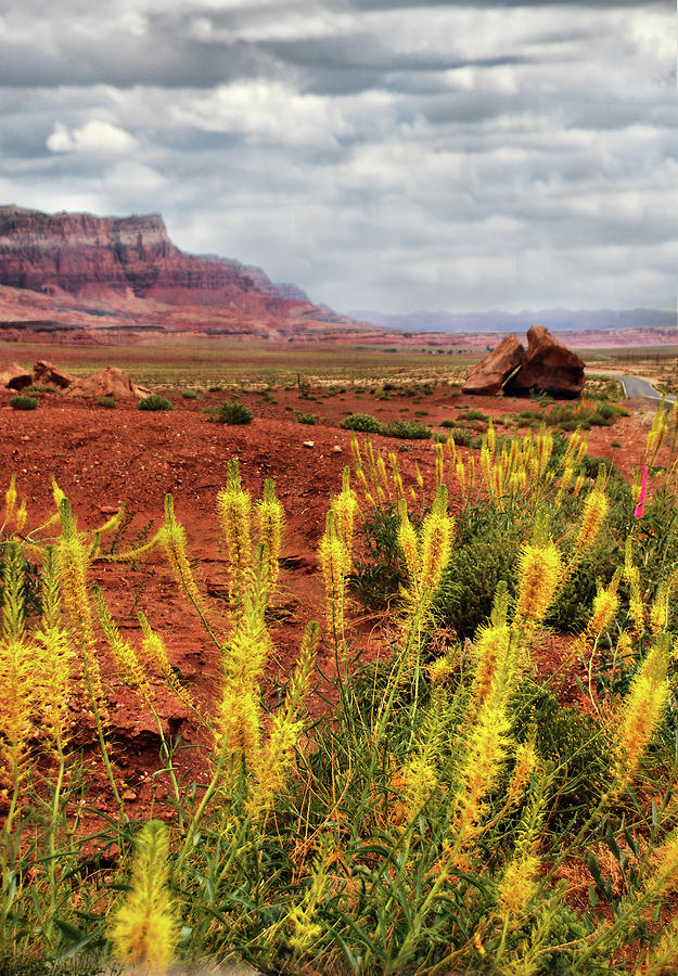 Spring Photograph - Arizona Landscape by Barbara Manis