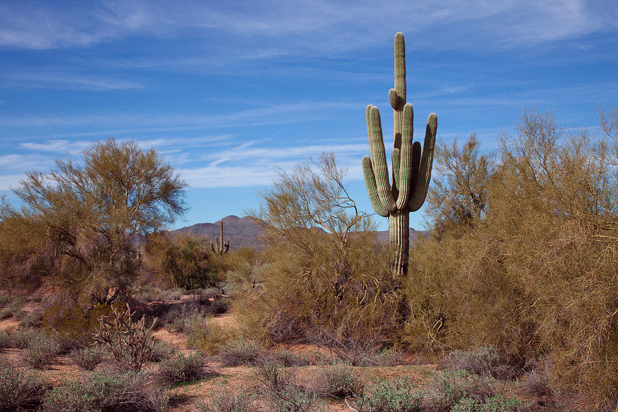 Tree Photograph - Arizona Landscape by David Patterson