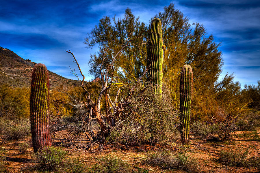 Arizona Landscape II Photograph by David Patterson