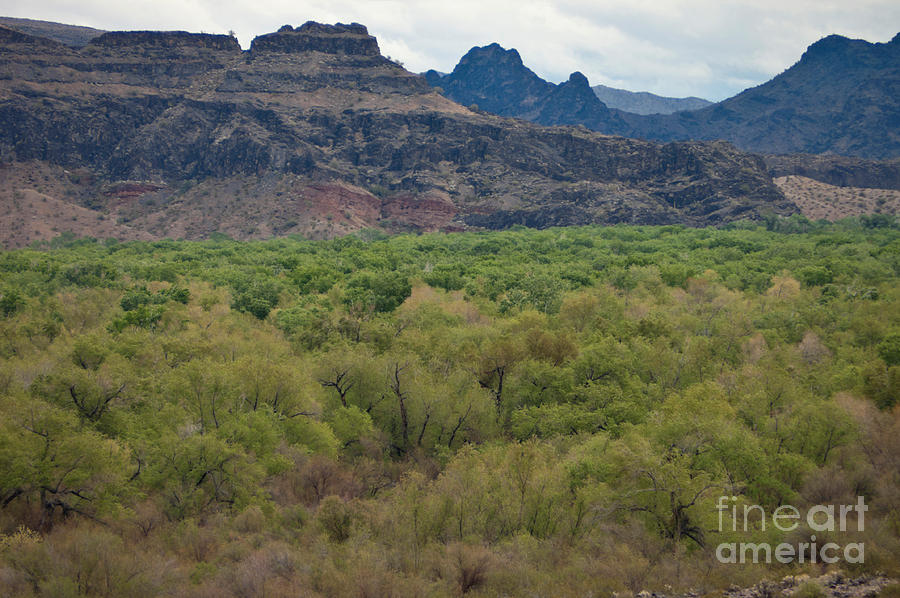 Arizona Landscape Photograph by Richard and Ellen Thane