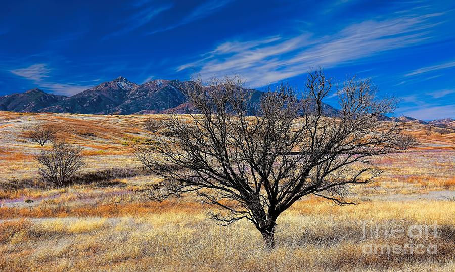 Arizona Mesquite and Mountains Photograph by Henry Kowalski