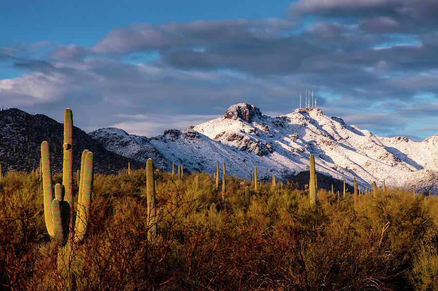 Arizona Mountains In Snow Photograph by Fine Art Images By Rob Travis