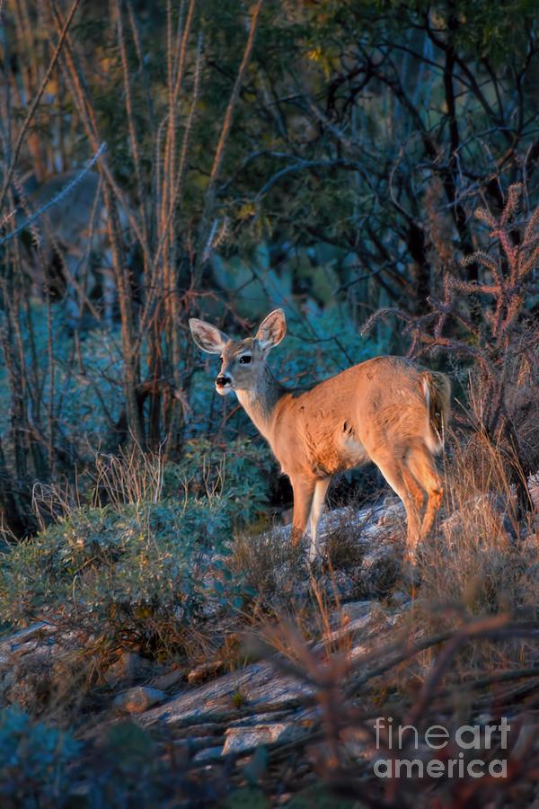 Arizona Deer Sunset Photograph by Henry Kowalski
