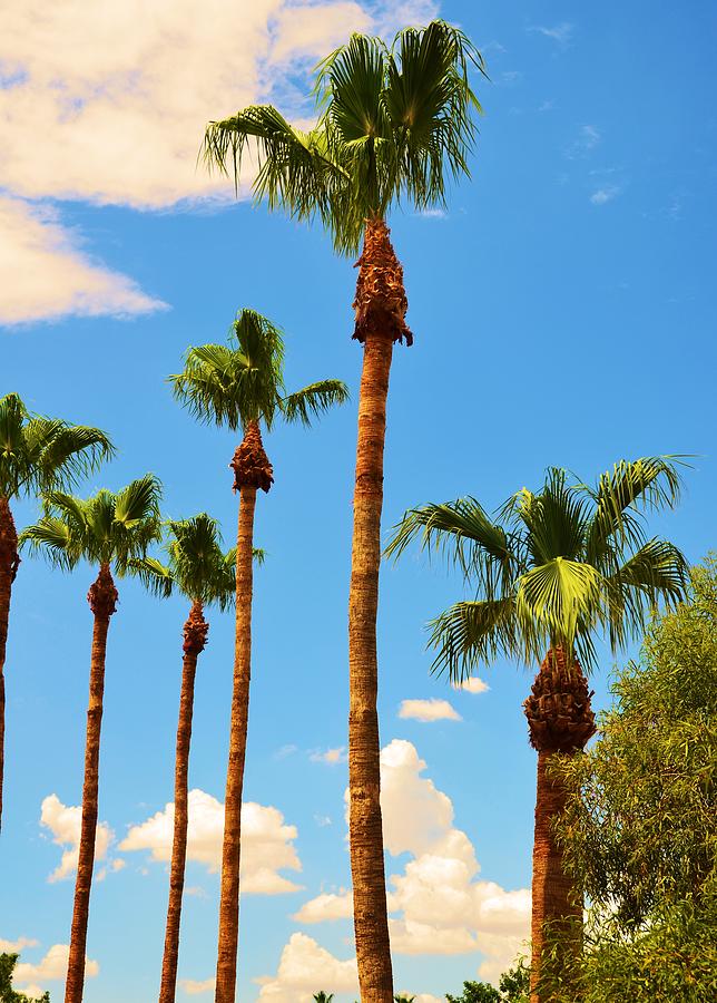 Arizona Palms Photograph by Richard Jenkins | Fine Art America