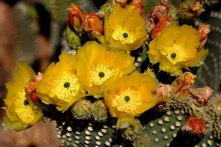 Arizona Prickly Pear Cactus Flowers - Greeting Card Photograph by Mark Valentine