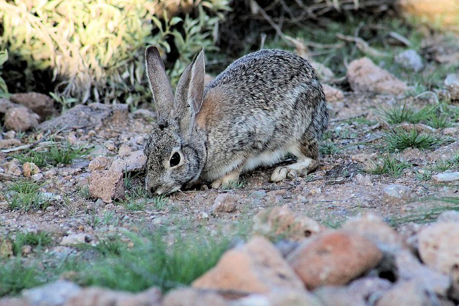 Arizona Rabbit Photograph by Gayle Berry Fine Art America