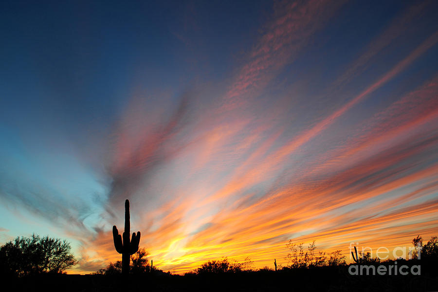 Arizona Radiance  Photograph by Joanne West