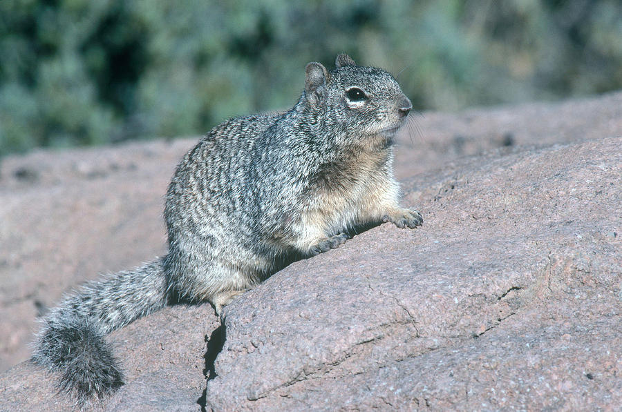 Arizona Rock Squirrel Photograph by Gerald C. Kelley - Fine Art America