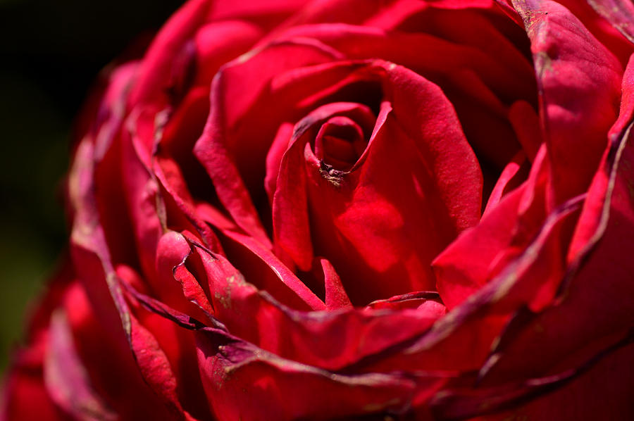 Arizona Rose I Photograph by Michael McGowan