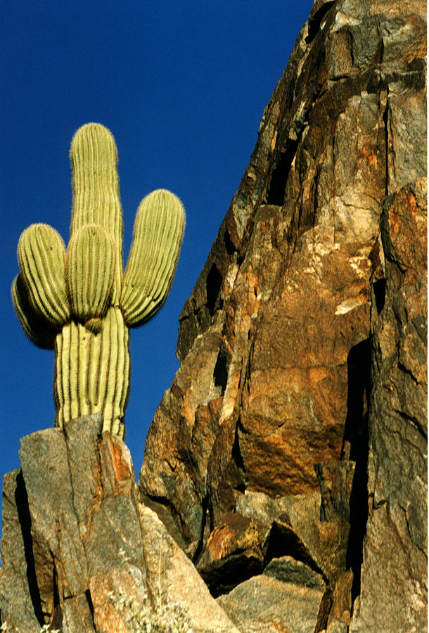 Arizona Sagauro Cactus Photograph by Robert Lozen