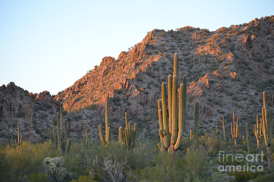 Mountain Photograph - Arizona Saguaro Cactus  by Beverly Guilliams