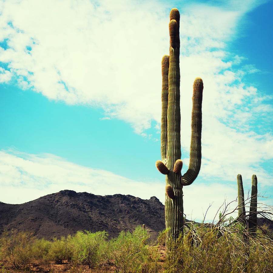 Arizona Saguaro Cactus Photograph by Franckreporter