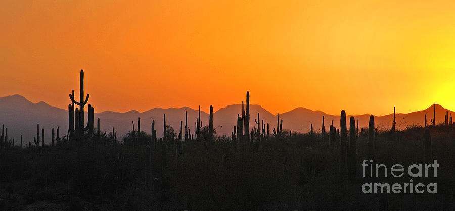 Sunset Photograph - Arizona Saguaro Cactus Sunset by Howard Koby