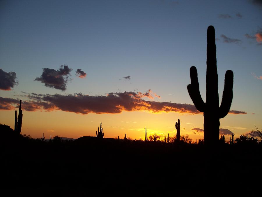 Arizona Saguaro Cactus Sunset Photograph by Michael J Bauer Photography ...