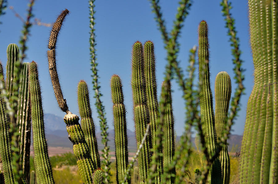 Arizona Saguaro in Focus - Greeting Card Photograph by Mark Valentine