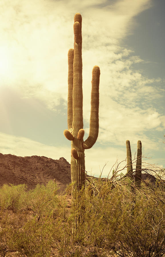 Arizona Saguaro National Park Cactus Photograph by Franckreporter