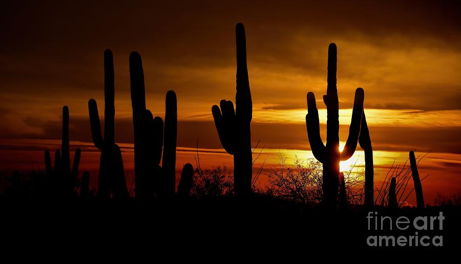 Arizona Cactus Sunset Photograph by Henry Kowalski