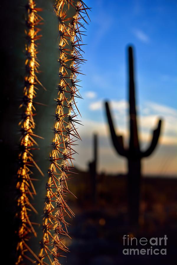 Arizona Sharp Cactus Spines Photograph by Henry Kowalski