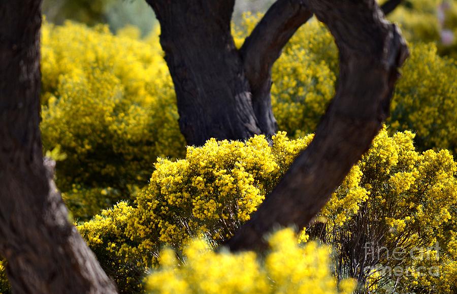 Spring Photograph - Arizona Spring by Deb Halloran