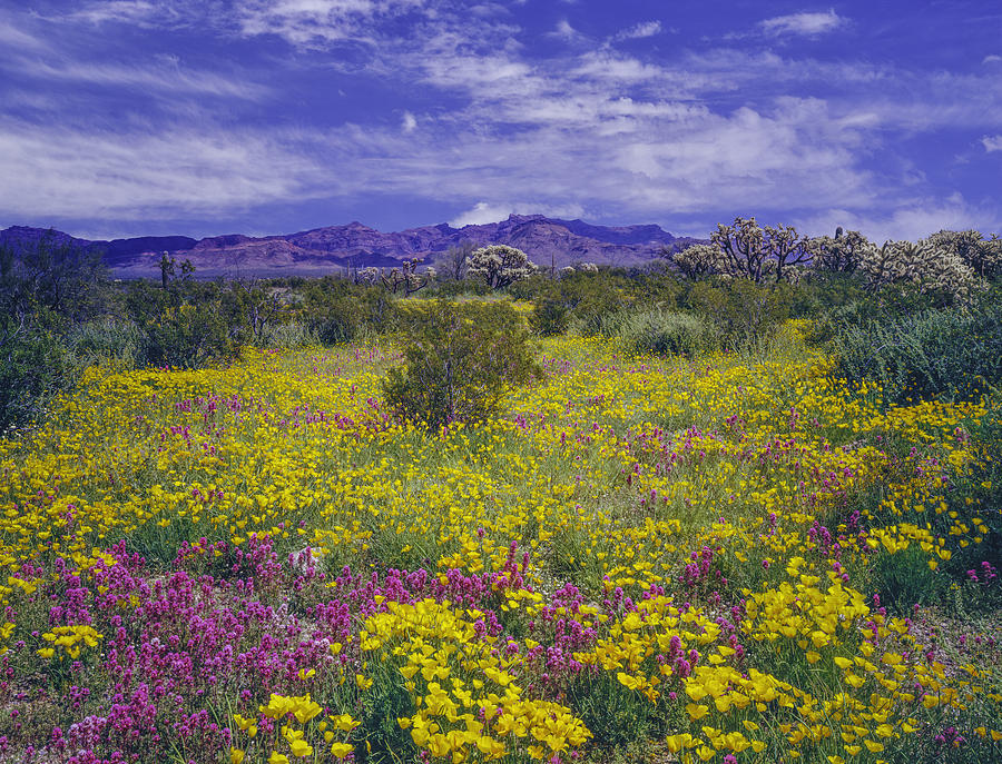 Arizona spring wildflowers Photograph by Ron_Thomas