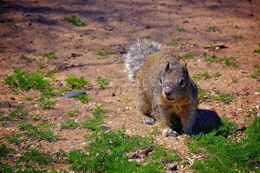 Arizona Squirrel Photograph by Joseph Urbaszewski