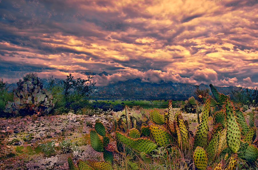 Arizona Sunset Photograph by Barbara Manis