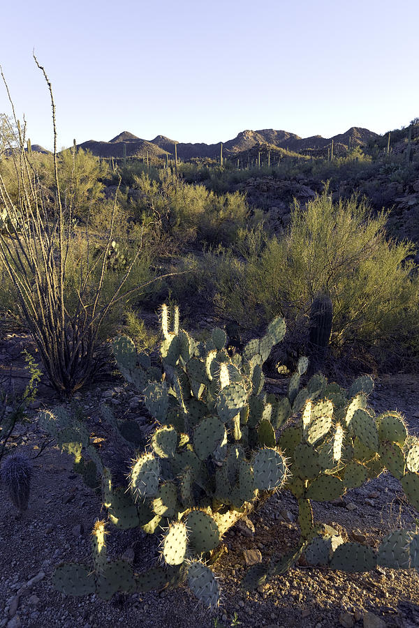 Arizona Photograph by Susan Degginger - Fine Art America