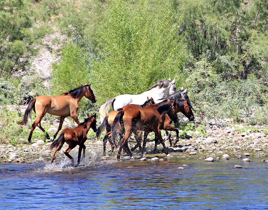 Arizona Wild Horse Family Photograph by Matalyn Gardner